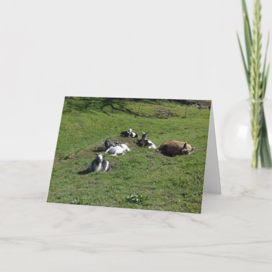 Varken met jonge geitenvrienden kaart (Voorkant)