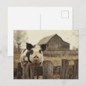 varken op een Boerderij Briefkaart (Voorkant / Achterkant)