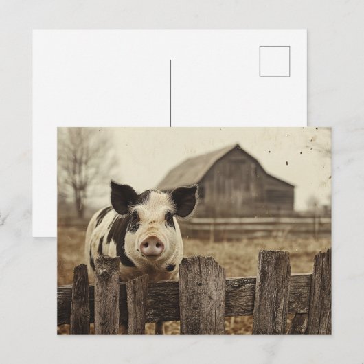  varken op een Boerderij Briefkaart (Voorkant / Achterkant)
