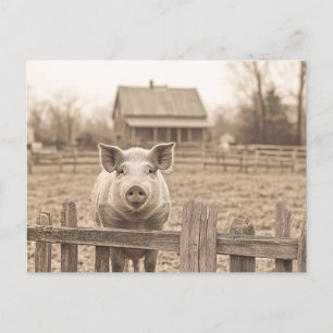 Varken op het Boerderij  stijl Briefkaart