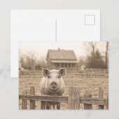 Varken op het Boerderij stijl Briefkaart (Voorkant / Achterkant)