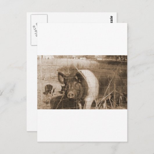 Varken van 1960 briefkaart (Voorkant / Achterkant)