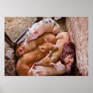 Varken - Vijf kleine biggen en een Kip Poster