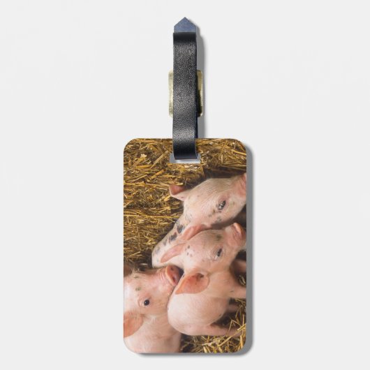 Varkens Bagagelabel (Achterkant verticaal)