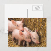 Varkens Briefkaart (Voorkant / Achterkant)