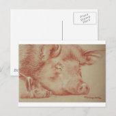 Varkens Briefkaart (Voorkant / Achterkant)