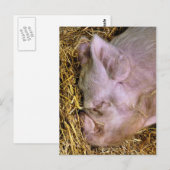 VARKENS BRIEFKAART (Voorkant / Achterkant)