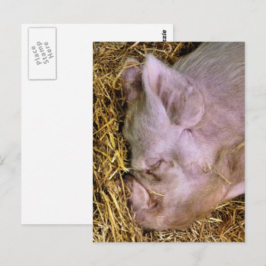 VARKENS BRIEFKAART (Voorkant / Achterkant)