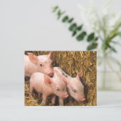 Varkens Briefkaart (Staand voorkant)