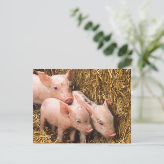 Varkens Briefkaart (Staand voorkant)