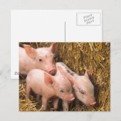 Varkens Briefkaart (Voorkant / Achterkant)
