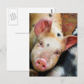 VARKENS BRIEFKAART (Voorkant / Achterkant)