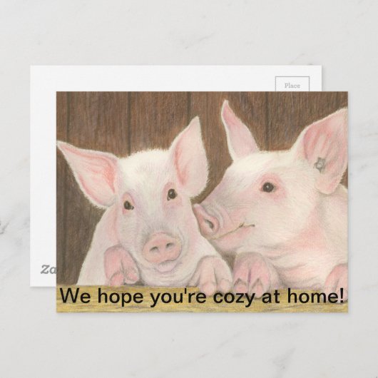 Varkens Briefkaart (Voorkant / Achterkant)