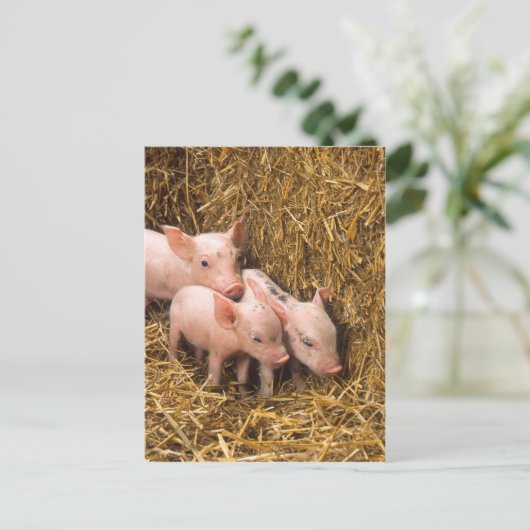 Varkens Briefkaart (Staand voorkant)