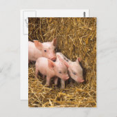 Varkens Briefkaart (Voorkant / Achterkant)