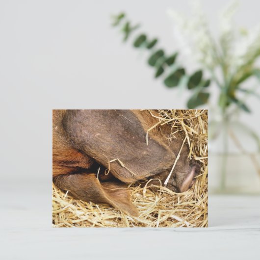 VARKENS BRIEFKAART (Staand voorkant)