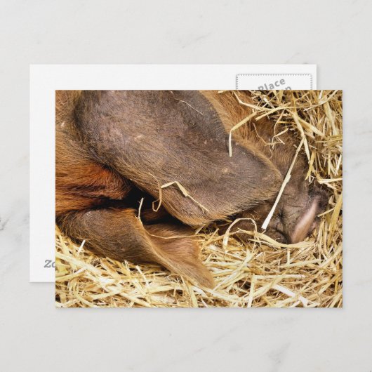 VARKENS BRIEFKAART (Voorkant / Achterkant)