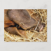 VARKENS BRIEFKAART (Voorkant)