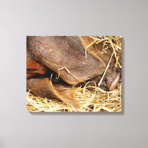 VARKENS CANVAS AFDRUK
