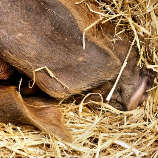 VARKENS CANVAS AFDRUK