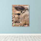 VARKENS CANVAS AFDRUK (Insitu (Houten vloer))