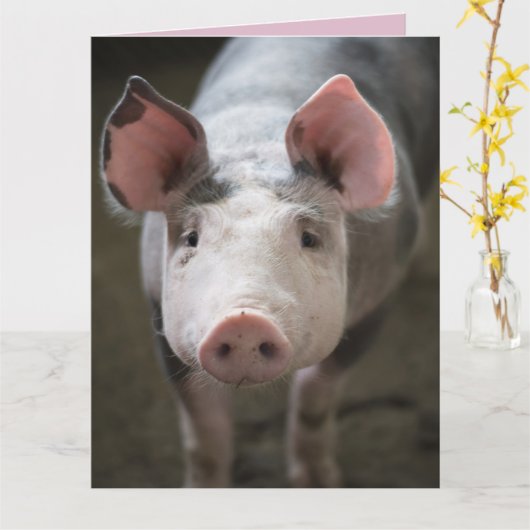 VARKENS EN KUSKAARTEN KAARTEN (Gele Bloem)