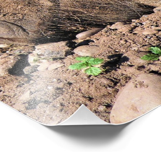 VARKENS FOTO AFDRUK (Hoek)