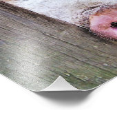 VARKENS FOTO AFDRUK (Hoek)