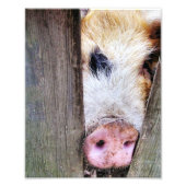 VARKENS FOTO AFDRUK (Voorkant)