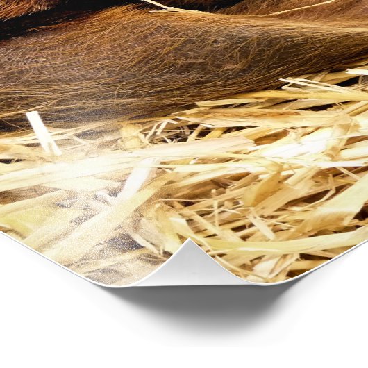 VARKENS FOTO AFDRUK (Hoek)