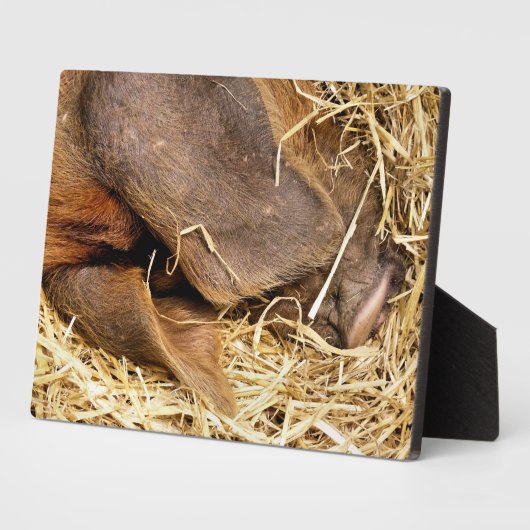 VARKENS FOTOPLAAT (Zijkant)