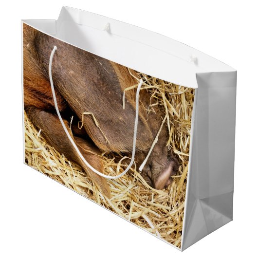 VARKENS GROOT CADEAUZAKJE (Achterkant Gekanteld)