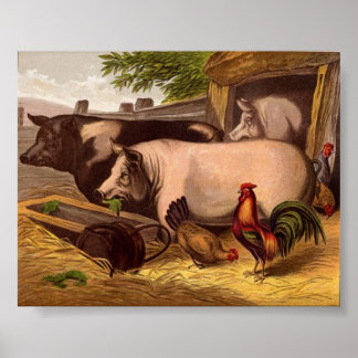 Varkens in de Barnyard Poster