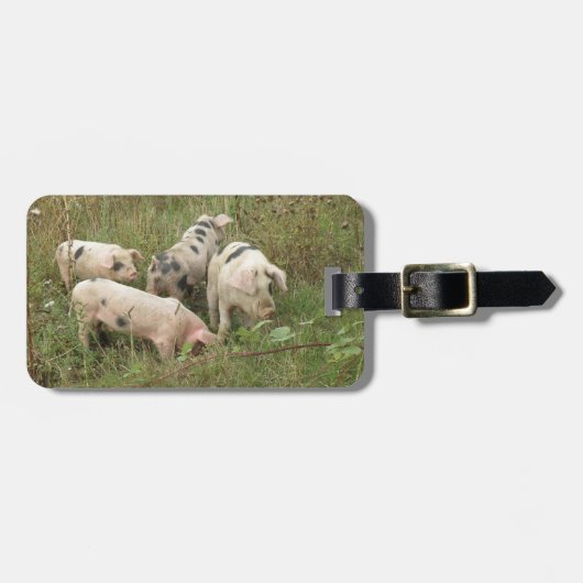 Varkens in een Bagagelabel van de Douane van het G (Voorkant horizontaal)