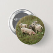 Varkens in een Button veld (Voorkant /achterkant)