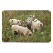 Varkens in een Feld Premium Magnet Magneet (Horizontaal)