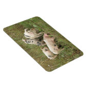 Varkens in een Feld Premium Magnet Magneet (Rechterzijde)