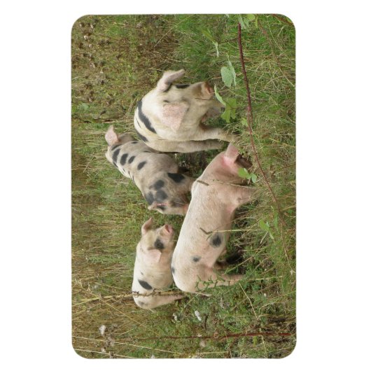 Varkens in een Feld Premium Magnet Magneet (Verticaal)