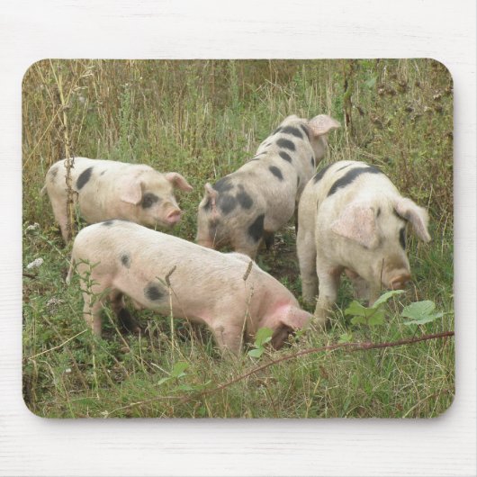 Varkens in een Field Mousepad Muismat (Voorkant)