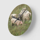 Varkens in een Klok van de Muur van het Gebied (Hoek)