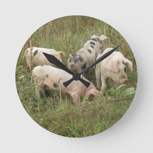Varkens in een Klok van de Muur van het Gebied (Voorkant)