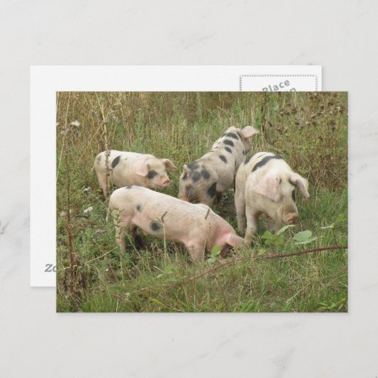 Varkens in een veld Briefkaart (Voorkant / Achterkant)