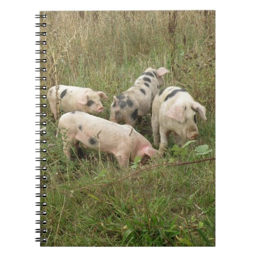 Varkens in een veld notitieboek (Voorkant)