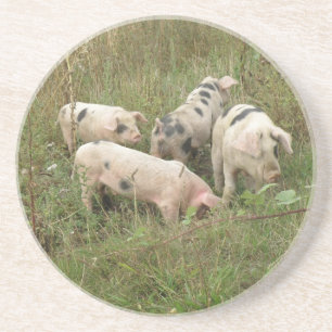 Varkens in een veld onderzetters