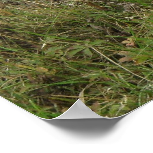 Varkens in een veld Poster (Hoek)