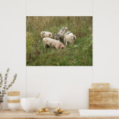 Varkens in een veld Poster (Keuken)