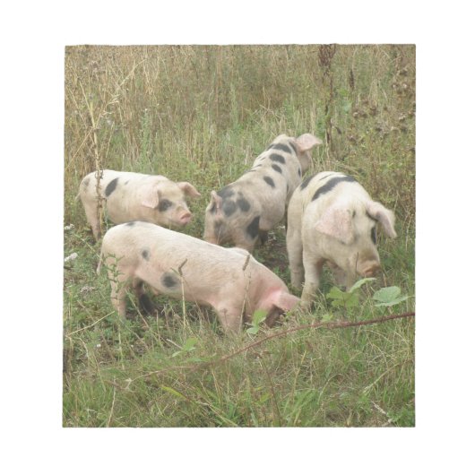 Varkens in een Veldblok Notitieblok (Voorkant)
