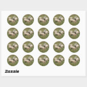 Varkens in een veldenticker ronde sticker (Vel)