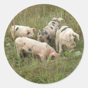 Varkens in een veldenticker ronde sticker