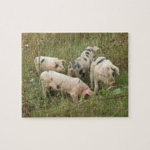 Varkens in een veldpuzzel legpuzzel
